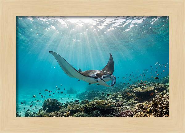 Manta Ray Dance In Waves