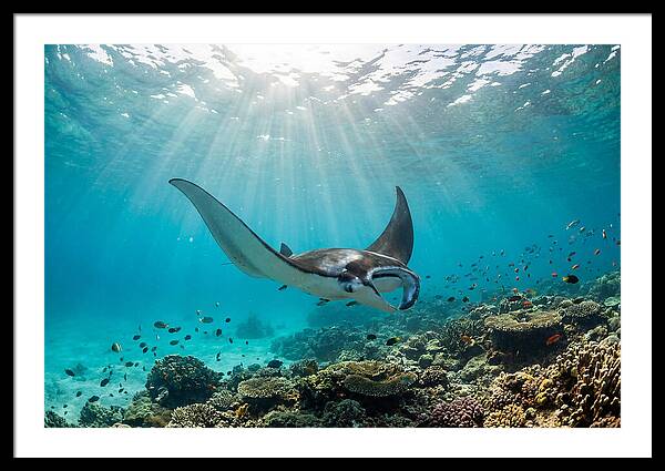 Manta Ray Dance In Waves
