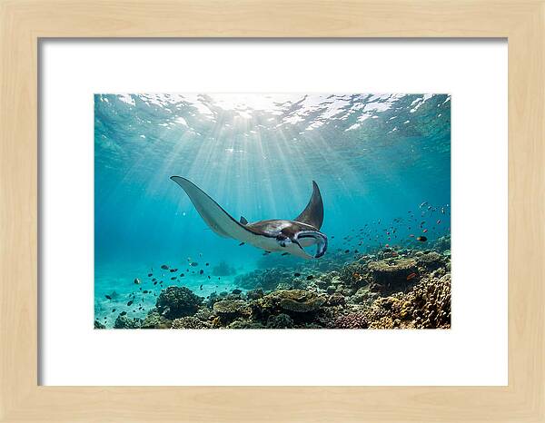 Manta Ray Dance In Waves
