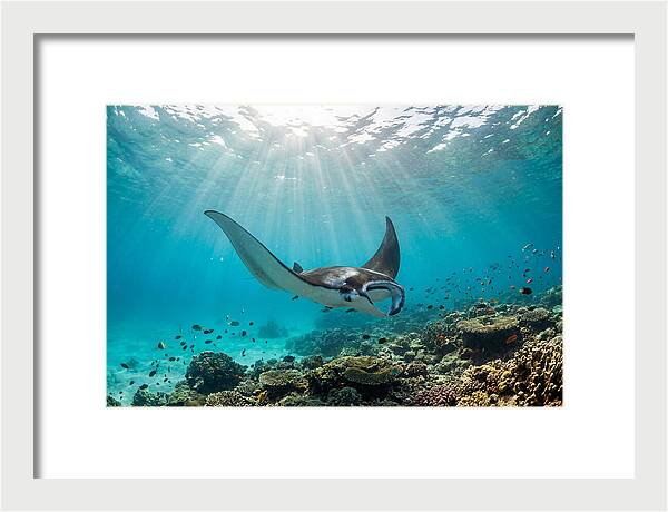 Manta Ray Dance In Waves