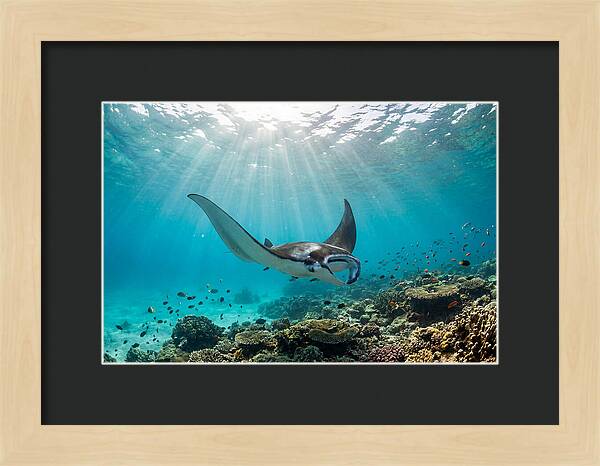 Manta Ray Dance In Waves