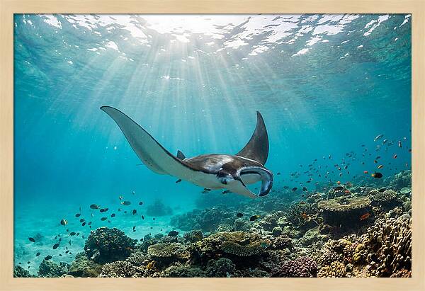 Manta Ray Dance In Waves