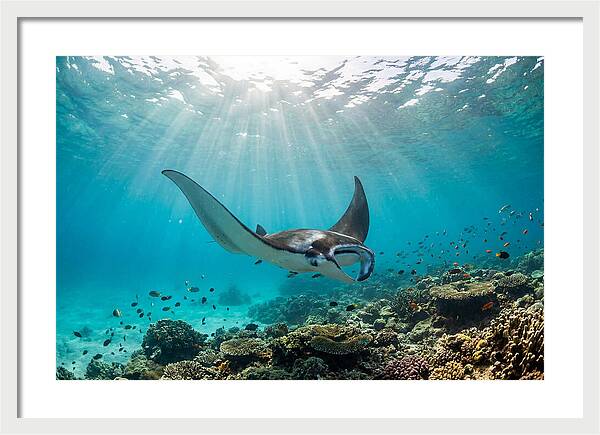 Manta Ray Dance In Waves