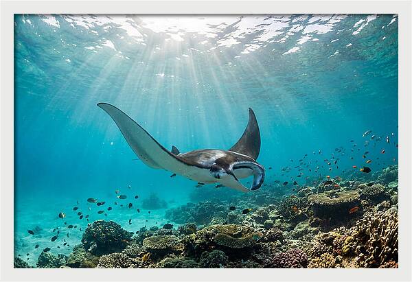 Manta Ray Dance In Waves