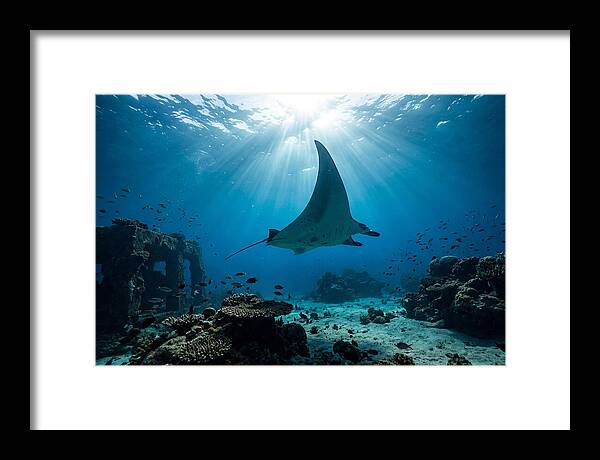 Manta Ray Gliding Through Ocean Depths