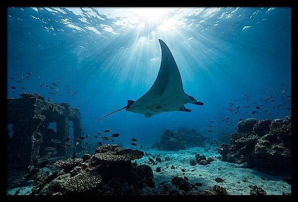 Manta Ray Gliding Through Ocean Depths