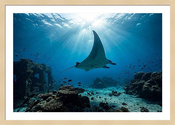 Manta Ray Gliding Through Ocean Depths