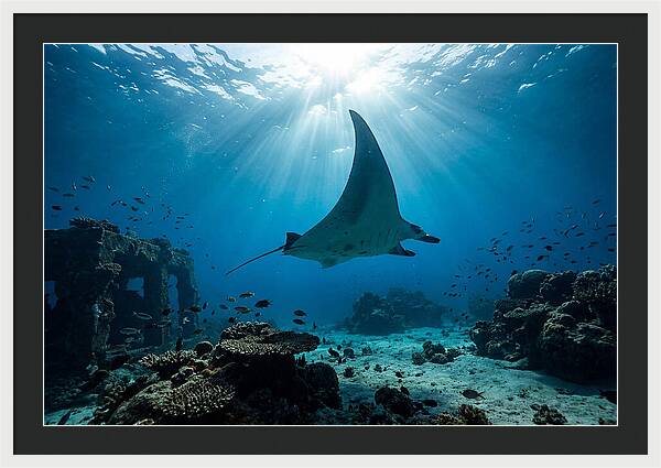 Manta Ray Gliding Through Ocean Depths