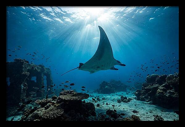 Manta Ray Gliding Through Ocean Depths