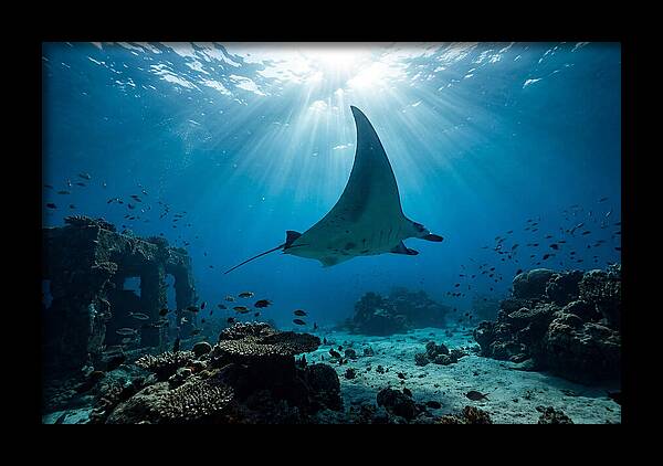 Manta Ray Gliding Through Ocean Depths