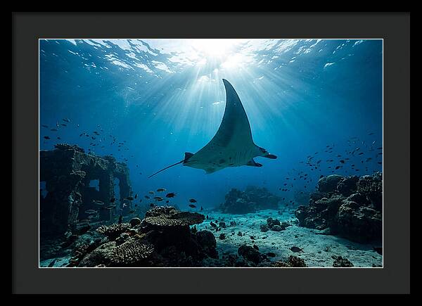 Manta Ray Gliding Through Ocean Depths