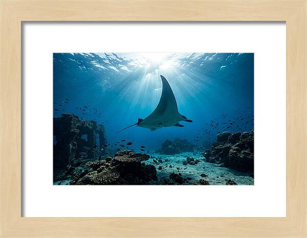 Manta Ray Gliding Through Ocean Depths
