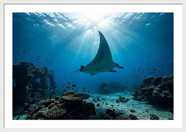 Manta Ray Gliding Through Ocean Depths