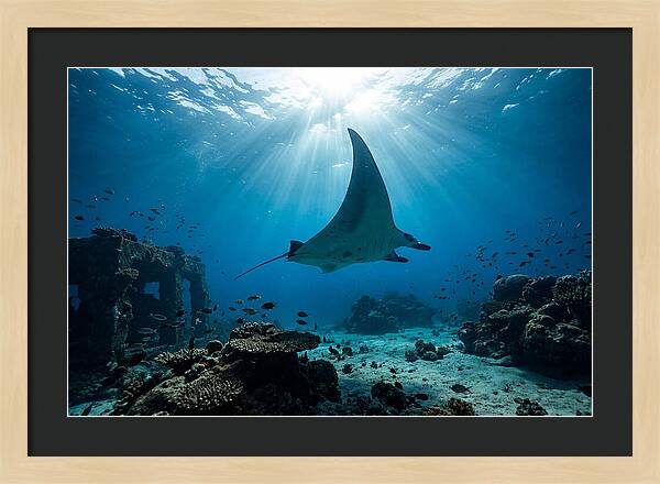 Manta Ray Gliding Through Ocean Depths