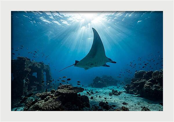 Manta Ray Gliding Through Ocean Depths