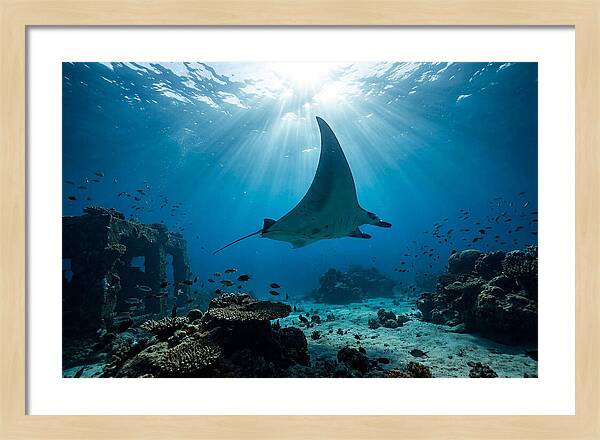 Manta Ray Gliding Through Ocean Depths