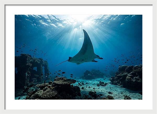 Manta Ray Gliding Through Ocean Depths
