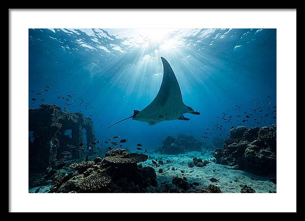 Manta Ray Gliding Through Ocean Depths