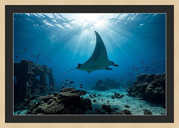 Manta Ray Gliding Through Ocean Depths