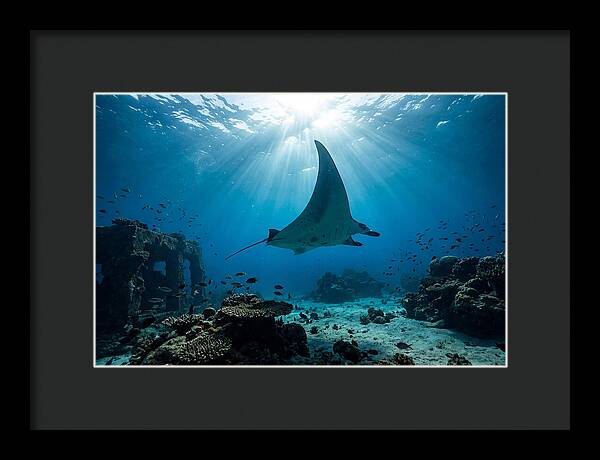 Manta Ray Gliding Through Ocean Depths
