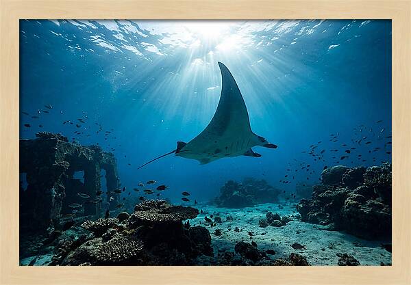 Manta Ray Gliding Through Ocean Depths