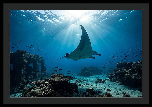 Manta Ray Gliding Through Ocean Depths