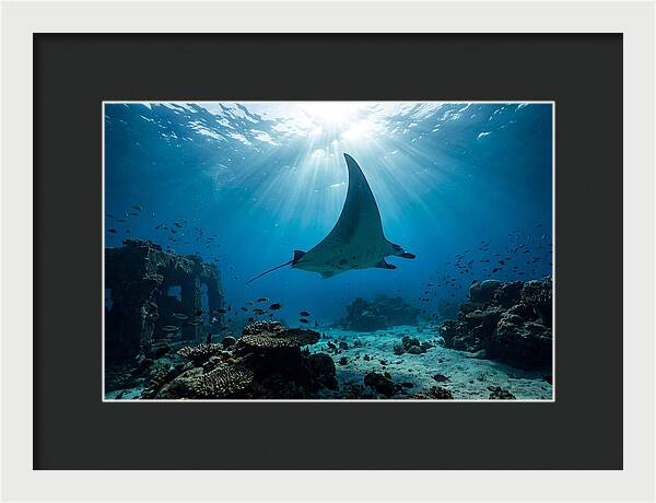 Manta Ray Gliding Through Ocean Depths