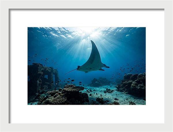 Manta Ray Gliding Through Ocean Depths