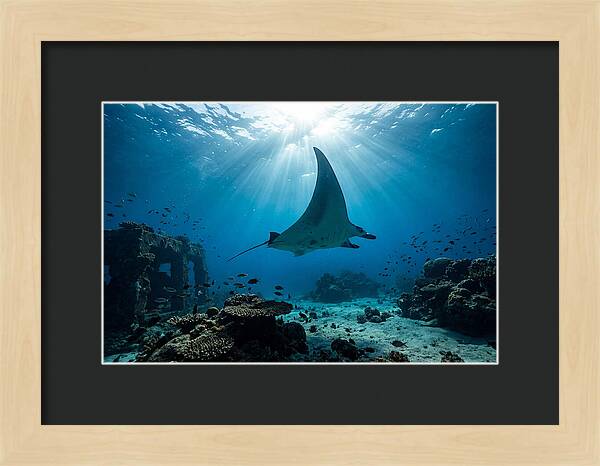 Manta Ray Gliding Through Ocean Depths