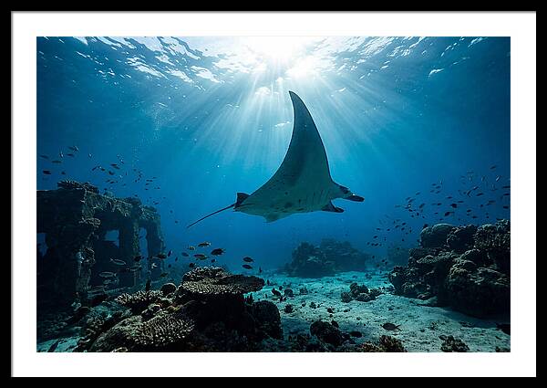 Manta Ray Gliding Through Ocean Depths