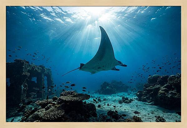 Manta Ray Gliding Through Ocean Depths