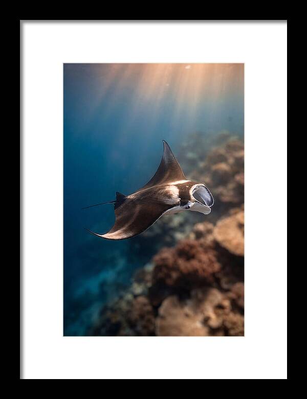 Manta Ray Gliding Through Ocean Depths