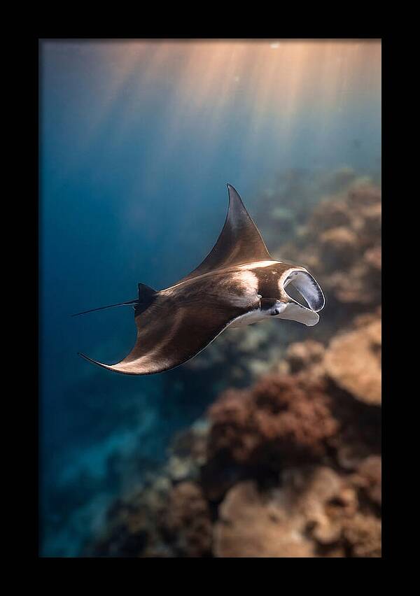 Manta Ray Gliding Through Ocean Depths
