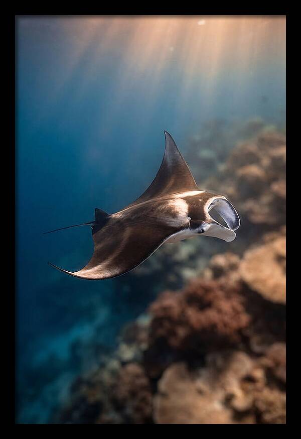 Manta Ray Gliding Through Ocean Depths