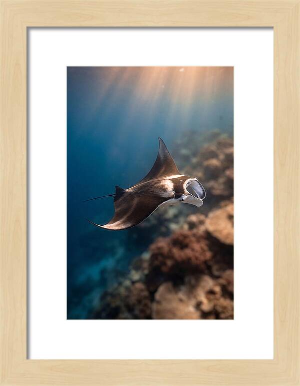 Manta Ray Gliding Through Ocean Depths