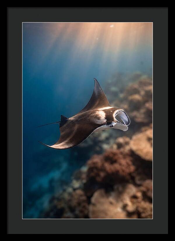 Manta Ray Gliding Through Ocean Depths