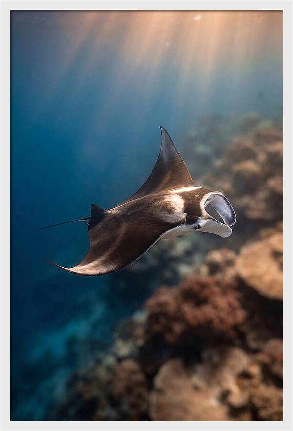 Manta Ray Gliding Through Ocean Depths