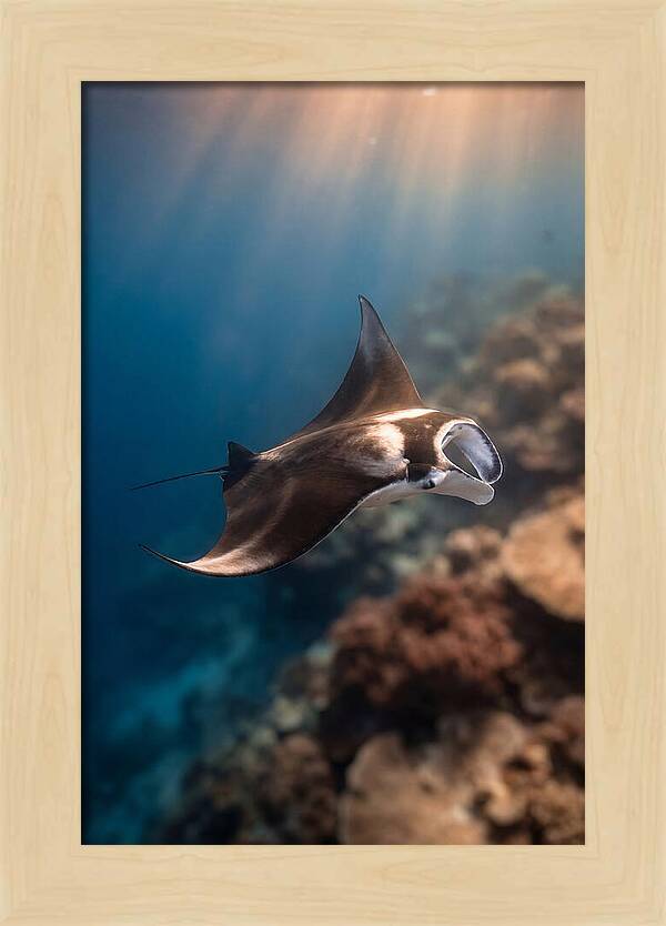 Manta Ray Gliding Through Ocean Depths