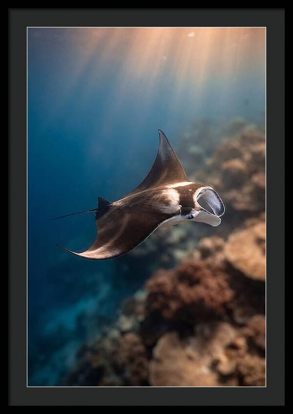 Manta Ray Gliding Through Ocean Depths