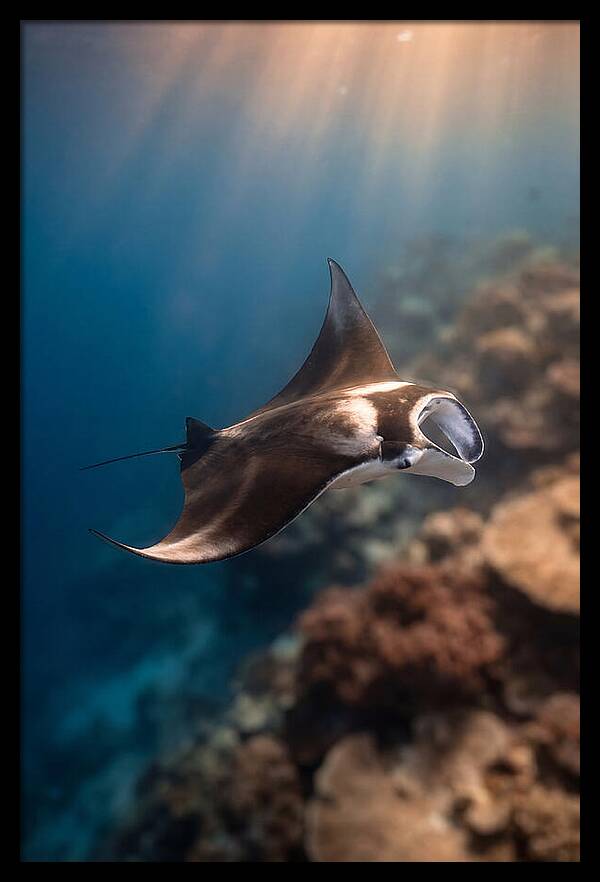 Manta Ray Gliding Through Ocean Depths