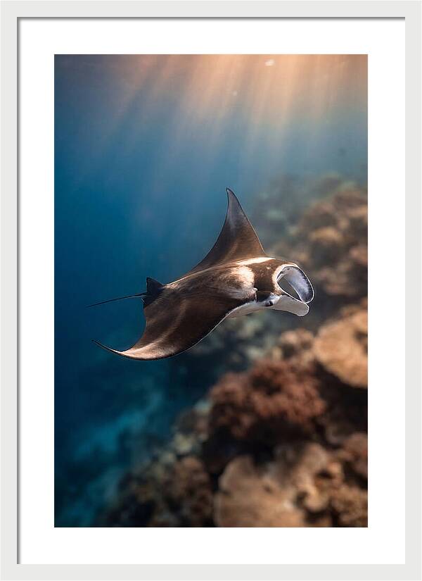 Manta Ray Gliding Through Ocean Depths