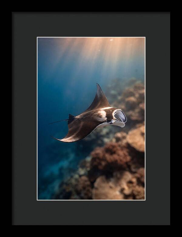 Manta Ray Gliding Through Ocean Depths