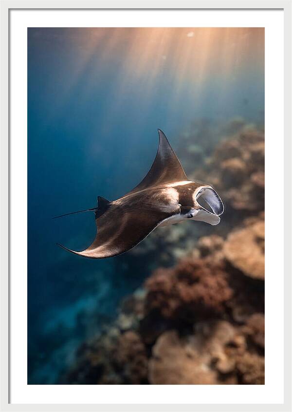 Manta Ray Gliding Through Ocean Depths