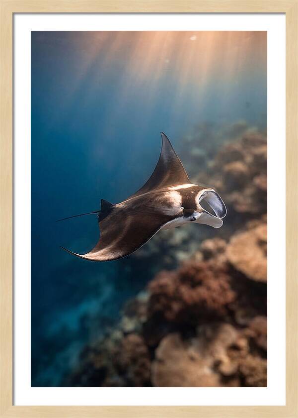 Manta Ray Gliding Through Ocean Depths