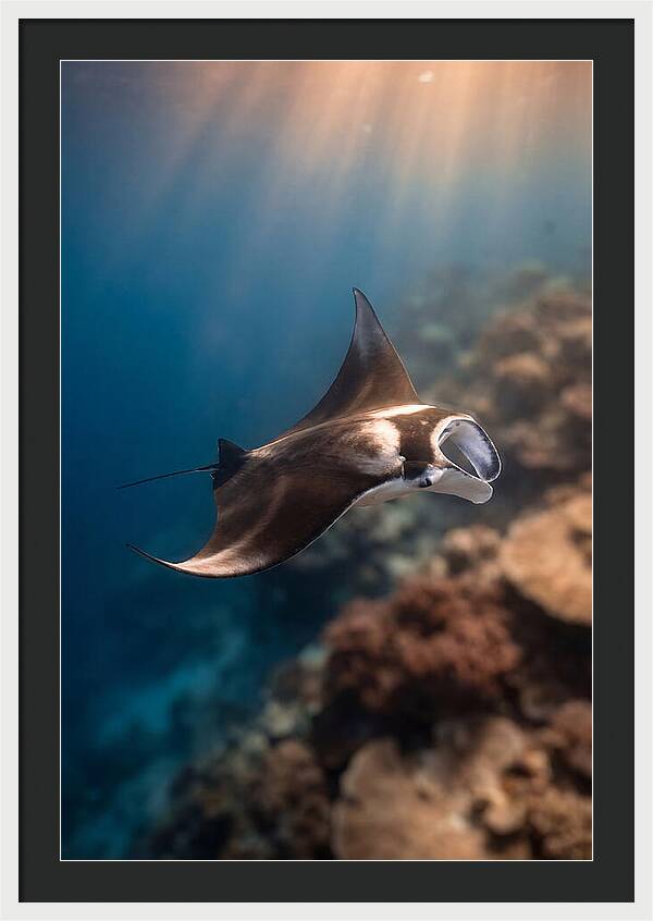 Manta Ray Gliding Through Ocean Depths