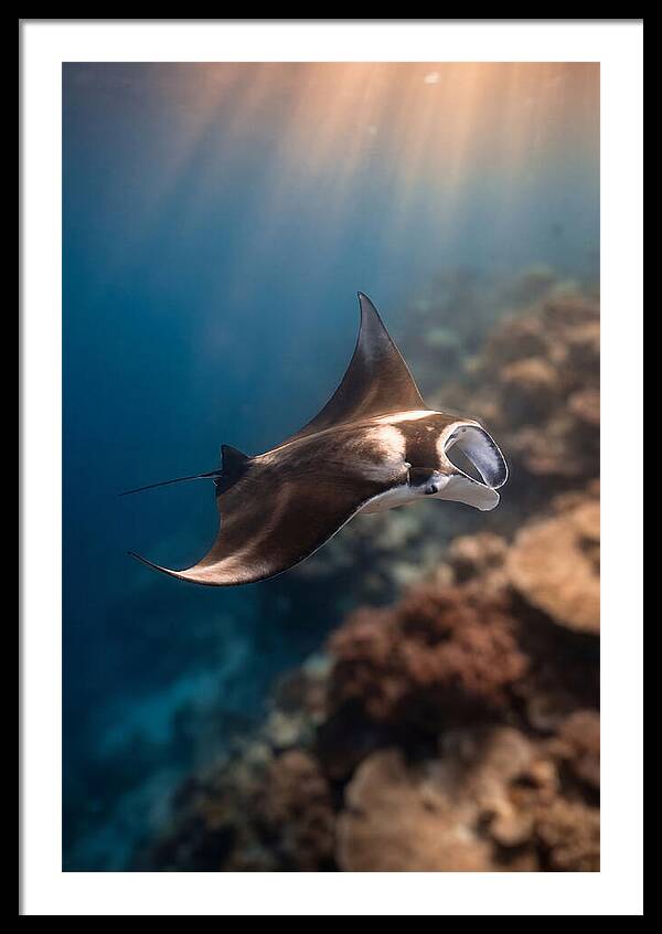 Manta Ray Gliding Through Ocean Depths