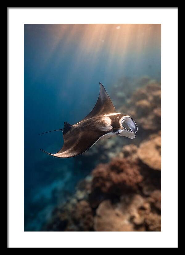 Manta Ray Gliding Through Ocean Depths