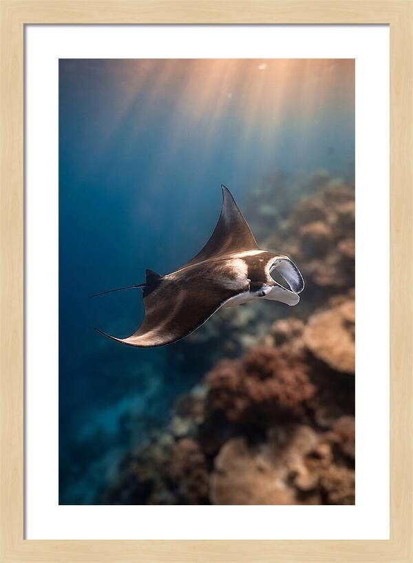 Manta Ray Gliding Through Ocean Depths
