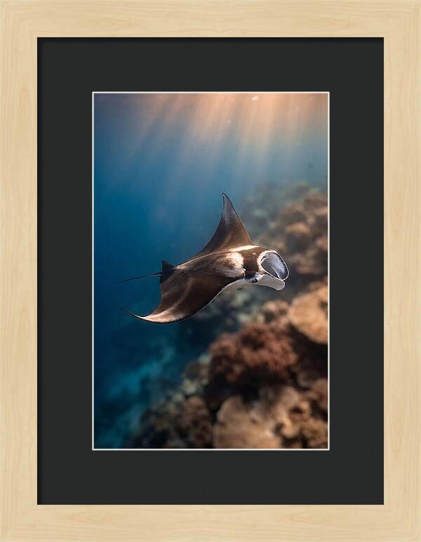 Manta Ray Gliding Through Ocean Depths
