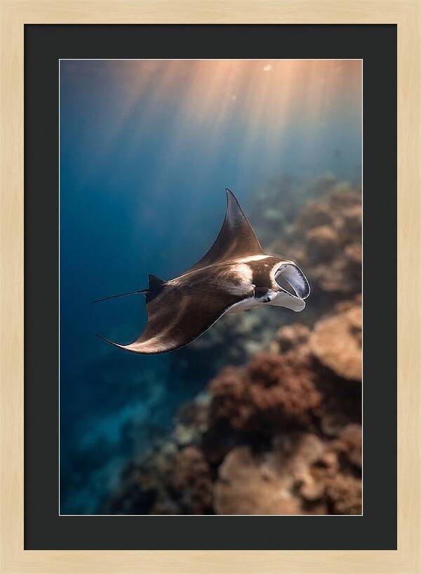 Manta Ray Gliding Through Ocean Depths
